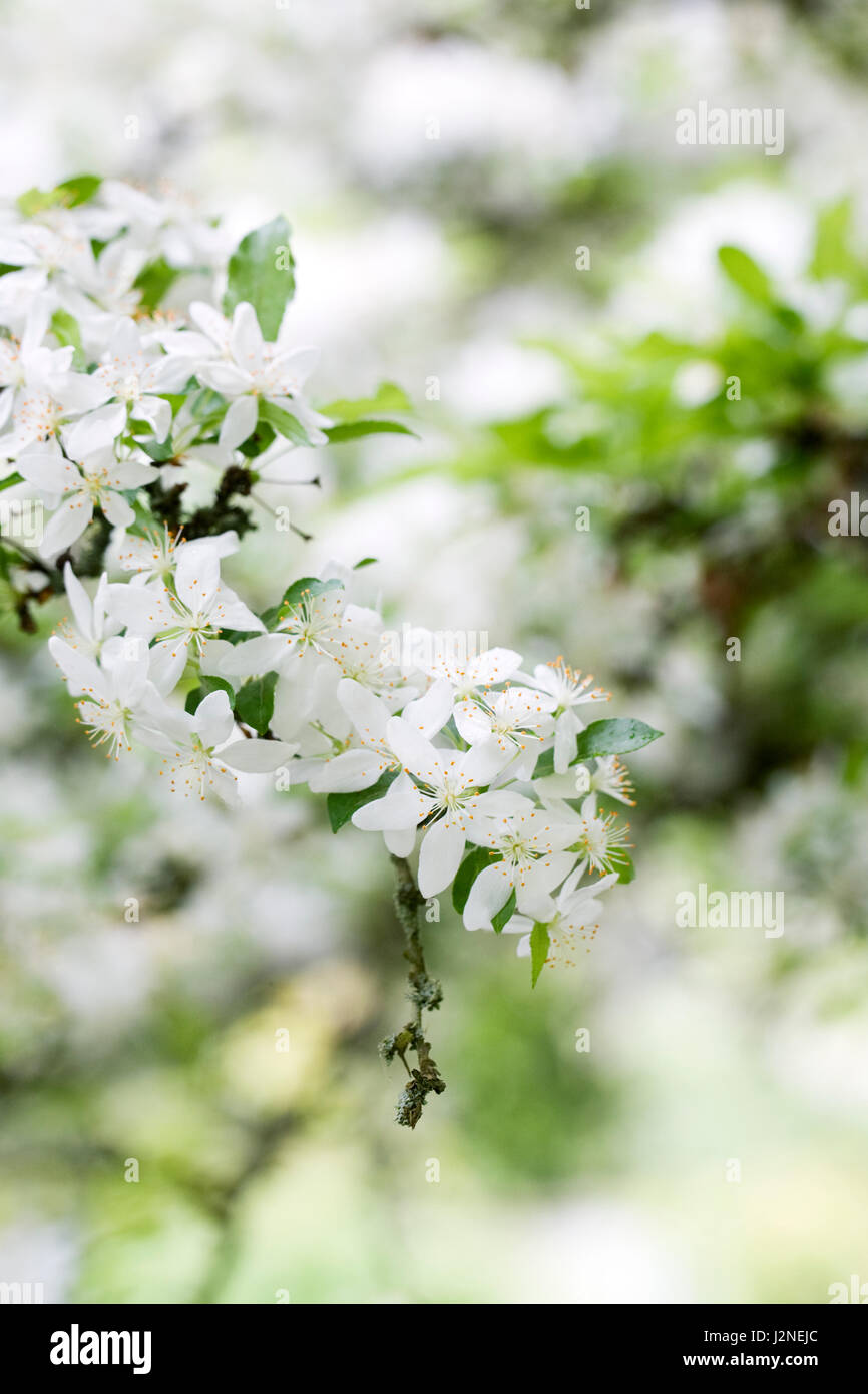Malus transitoria fleurissent au printemps. Banque D'Images