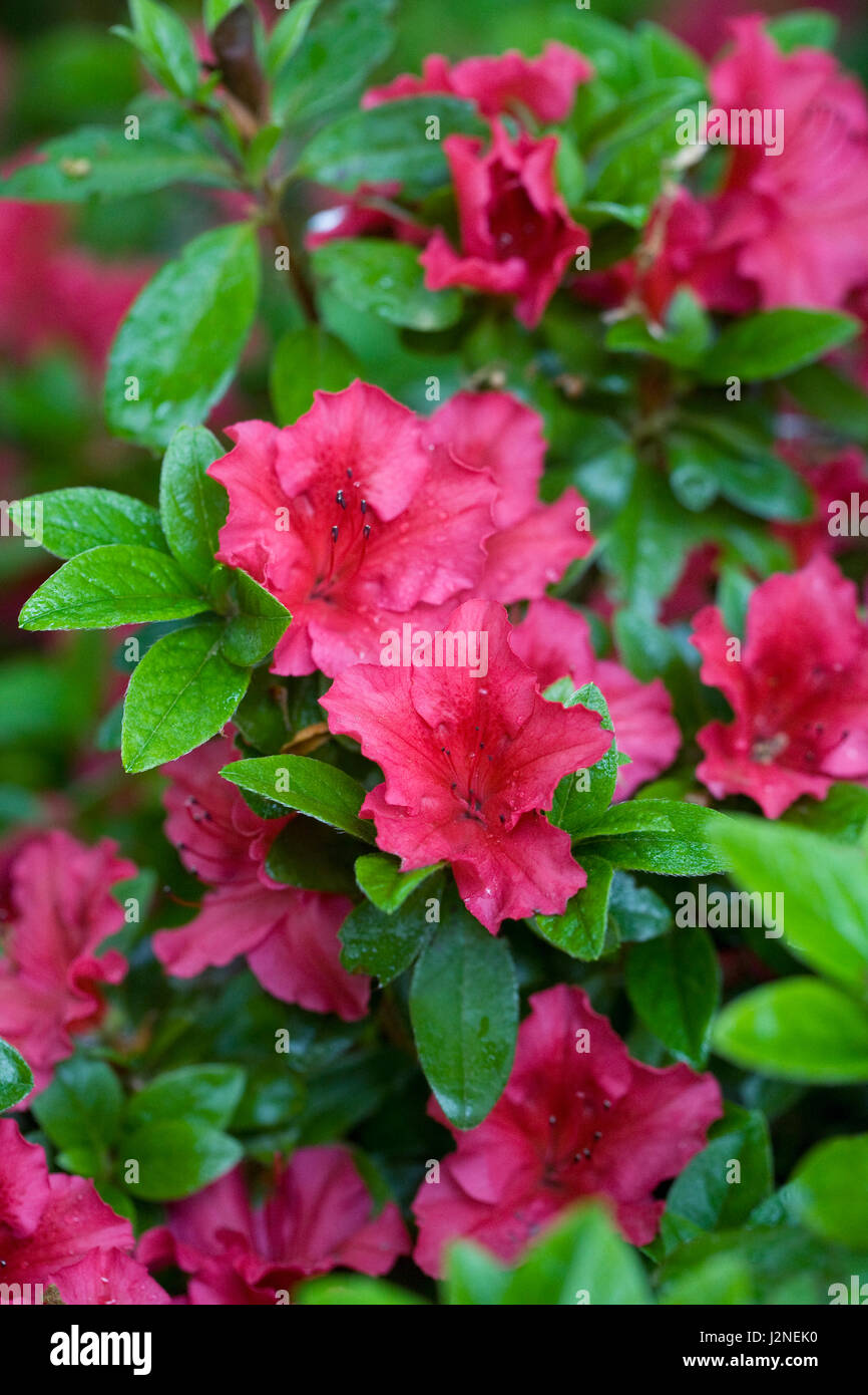 Rhododendron 'Vuyk's Scarlet' des fleurs au printemps. Banque D'Images