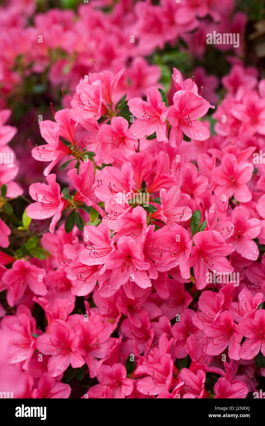Rhododendron 'Vuyk's Scarlet' des fleurs au printemps. Banque D'Images