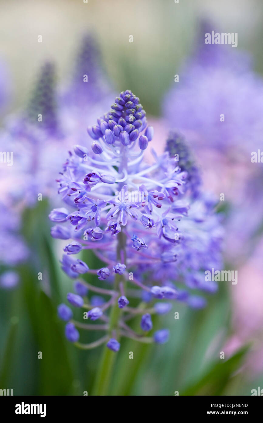 Scilla peruviana fleurs. Banque D'Images