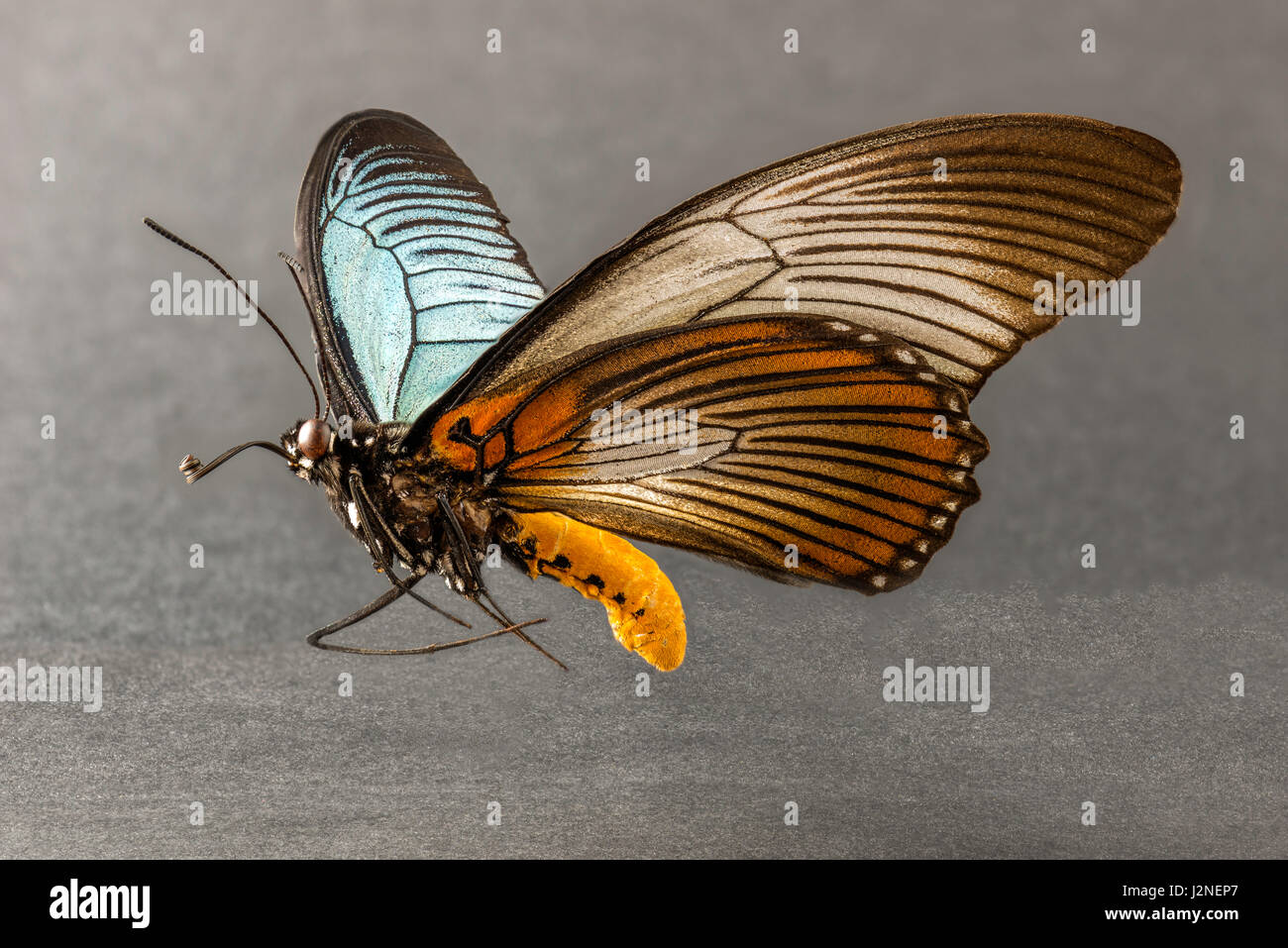 Géant de l'Afrique de l'Blue Papilio Zalmoxis) spécimen spot allumé et isolé contre studio arrière-plan. Banque D'Images