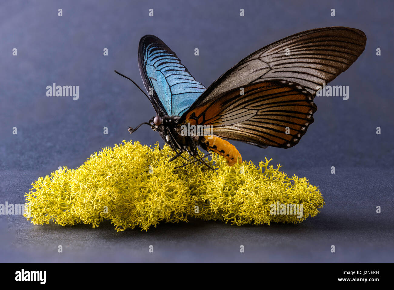 Géant de l'Afrique de l'Blue Papilio Zalmoxis) modèle figurant sur moss finlandais, spot allumé et isolé contre studio arrière-plan. Banque D'Images