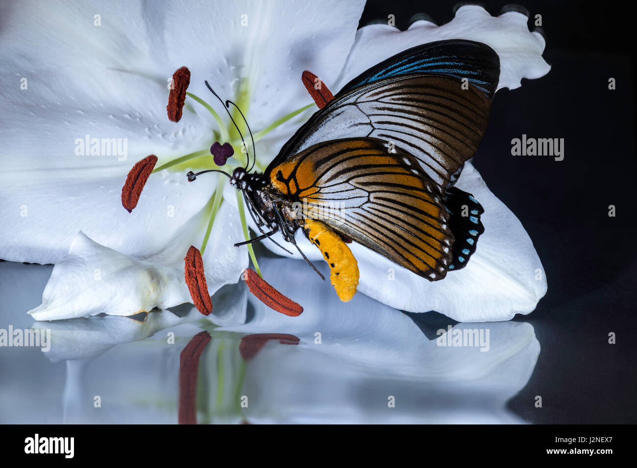 Géant de l'Afrique de l'Blue Papilio Zalmoxis) modèle figurant sur un lys blanc, spot allumé et isolé contre studio arrière-plan. Banque D'Images