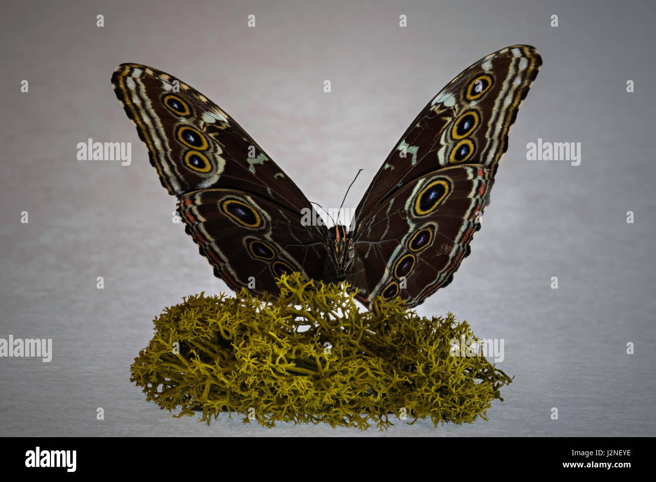 Papillon Bleu précolombienne (Morpho peleides helenor) modèle figurant sur moss finlandais, spot allumé et isolé contre studio arrière-plan. Banque D'Images