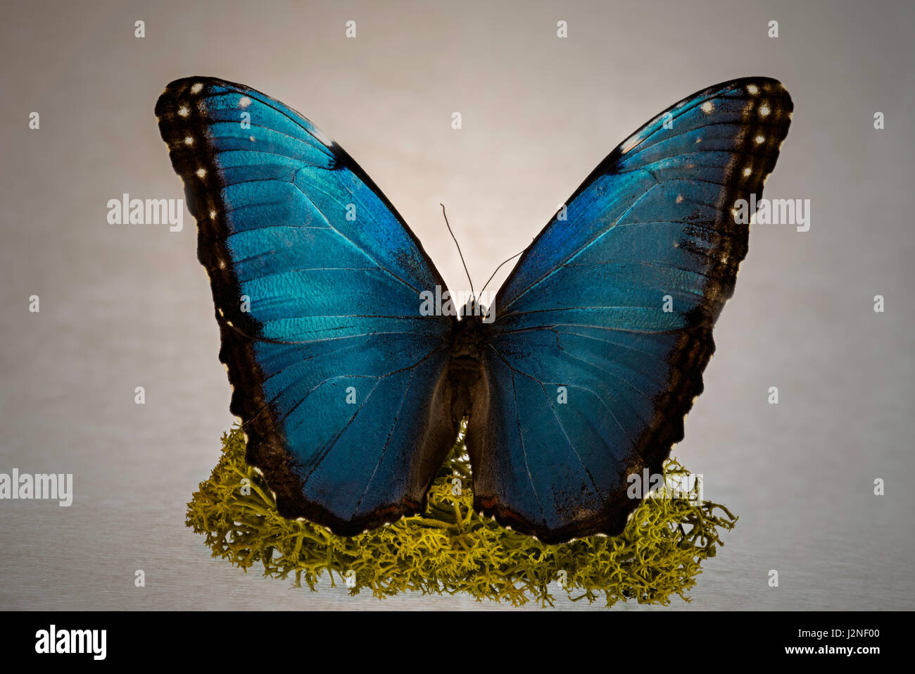 Papillon Bleu précolombienne (Morpho peleides helenor) modèle figurant sur moss finlandais, spot allumé et isolé contre studio arrière-plan. Banque D'Images