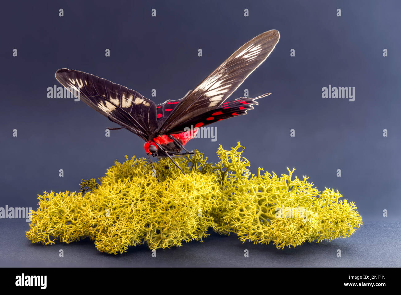 Hector Pachliopta indiennes (Swallowtail Crimson Rose) modèle figurant sur moss finlandais, spot allumé et isolé contre studio arrière-plan. Banque D'Images