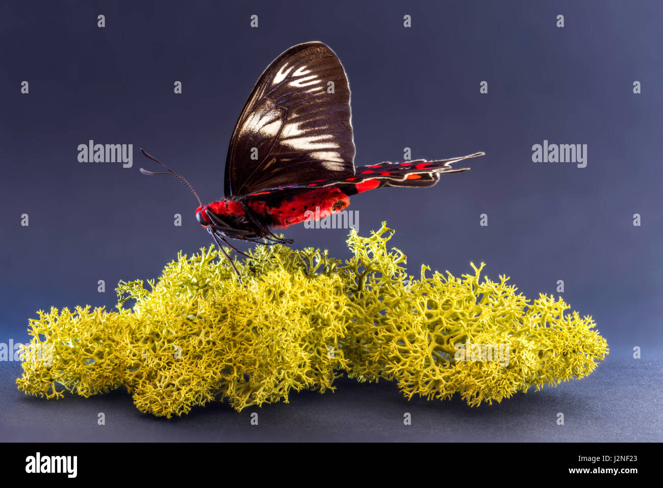 Hector Pachliopta indiennes (Swallowtail Crimson Rose) modèle figurant sur moss finlandais, spot allumé et isolé contre studio arrière-plan. Banque D'Images