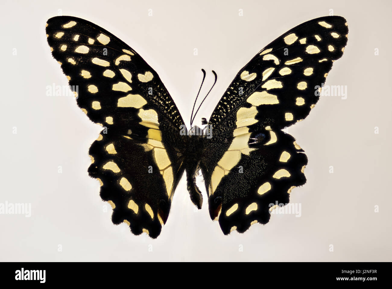 Madagascar Les agrumes Papilio caravaggio collier style necklace) spécimen, spot allumé et isolé contre studio arrière-plan. Banque D'Images