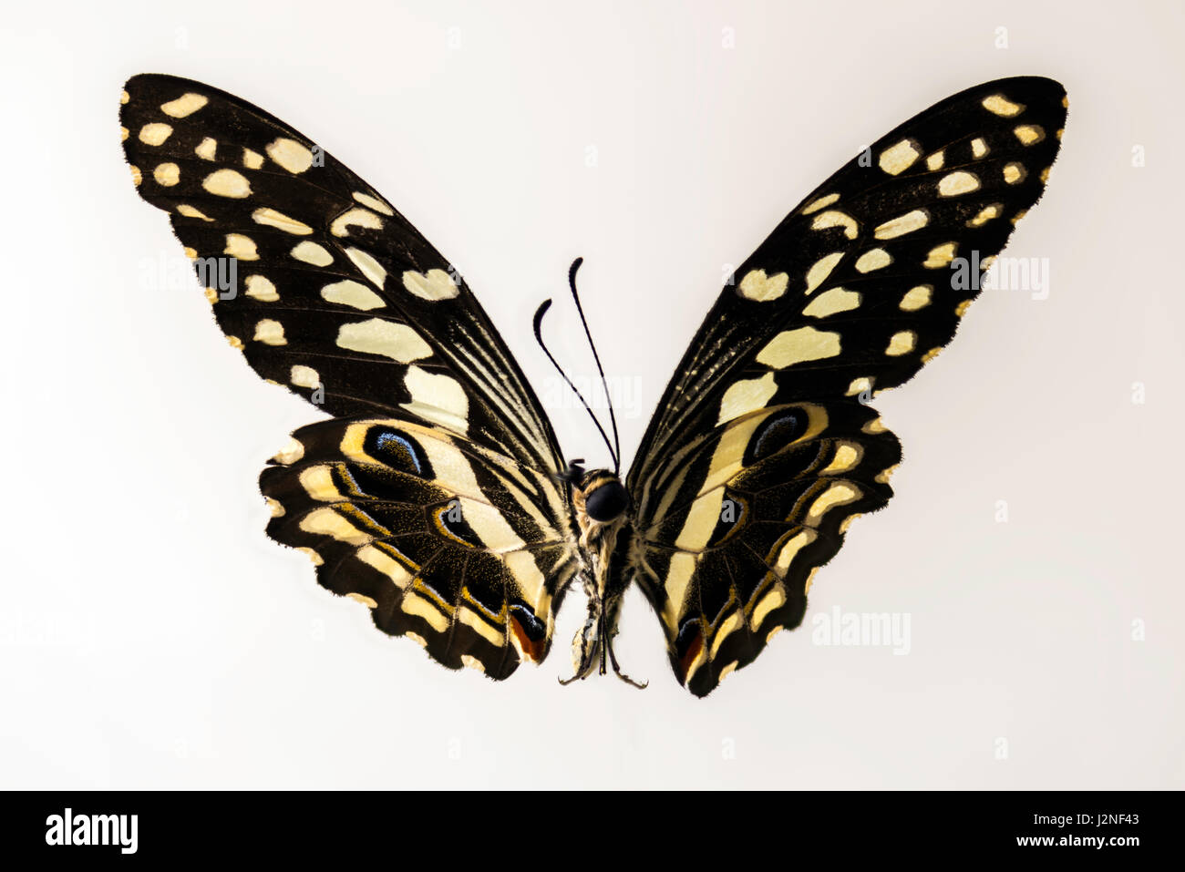 Madagascar Les agrumes Papilio caravaggio collier style necklace) spécimen, spot allumé et isolé contre studio arrière-plan. Banque D'Images