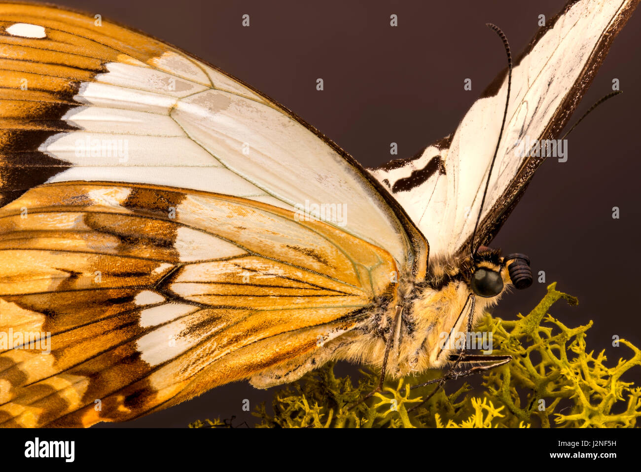Madagascar Moqueur Papilio dardanus meriones) modèle figurant sur moss finlandais, spot allumé et isolé contre studio arrière-plan. Banque D'Images
