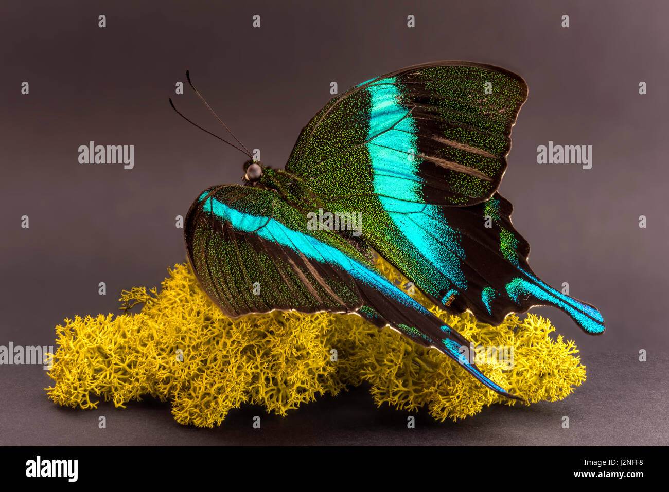 Sulawesi Peacock Butterfly Papilio blumei) modèle figurant sur moss finlandais, spot allumé et isolé contre studio arrière-plan. Banque D'Images