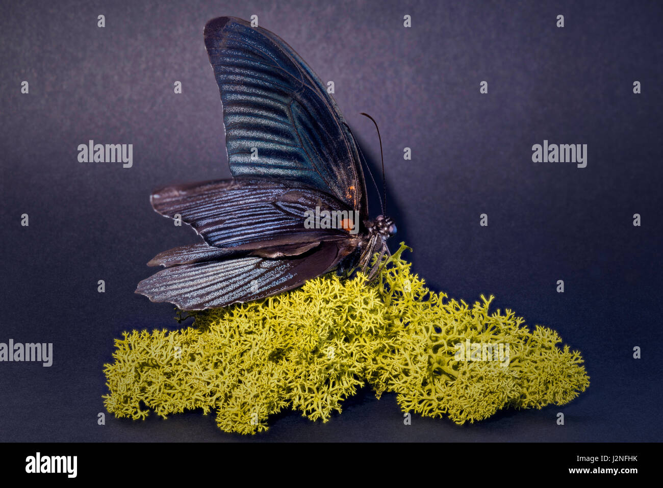 La Thaïlande (papillon noir grand Mormon Papilio Memnon) modèle figurant sur moss finlandais, spot allumé et isolé contre studio arrière-plan. Banque D'Images