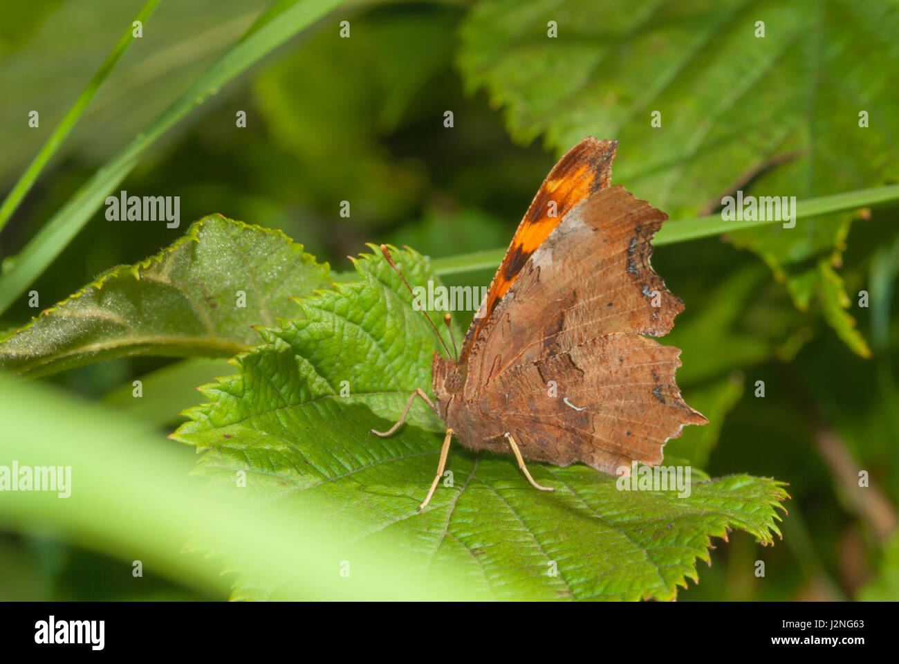 Une satyre virgule butterfly, Polygonia satyrus, perché sur une feuille dans une prairie boisée. Banque D'Images