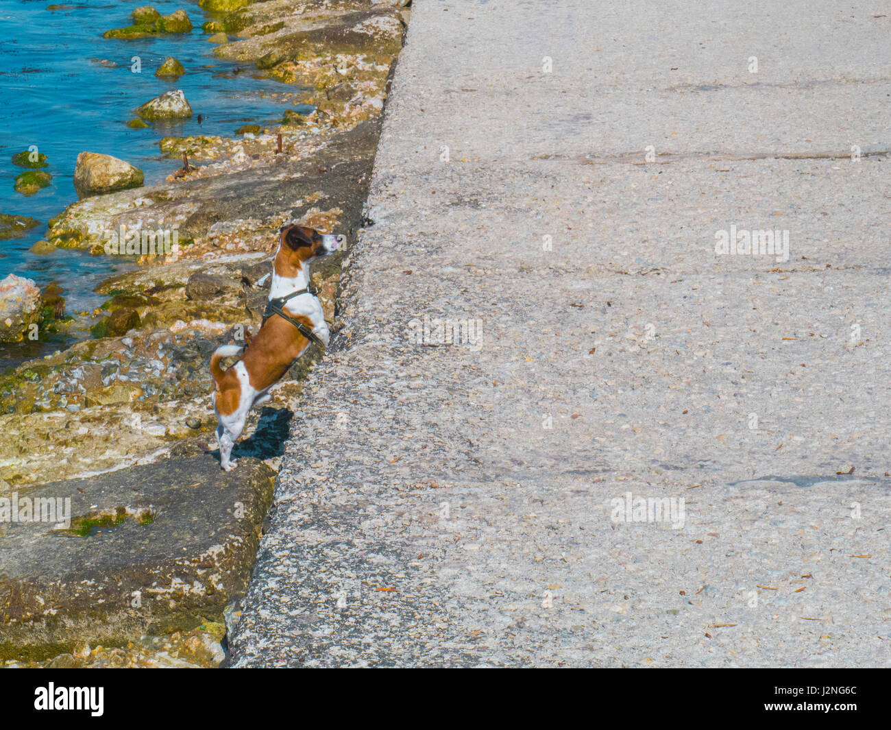 Le mignon chien ressemble quelque part dans la distance Banque D'Images