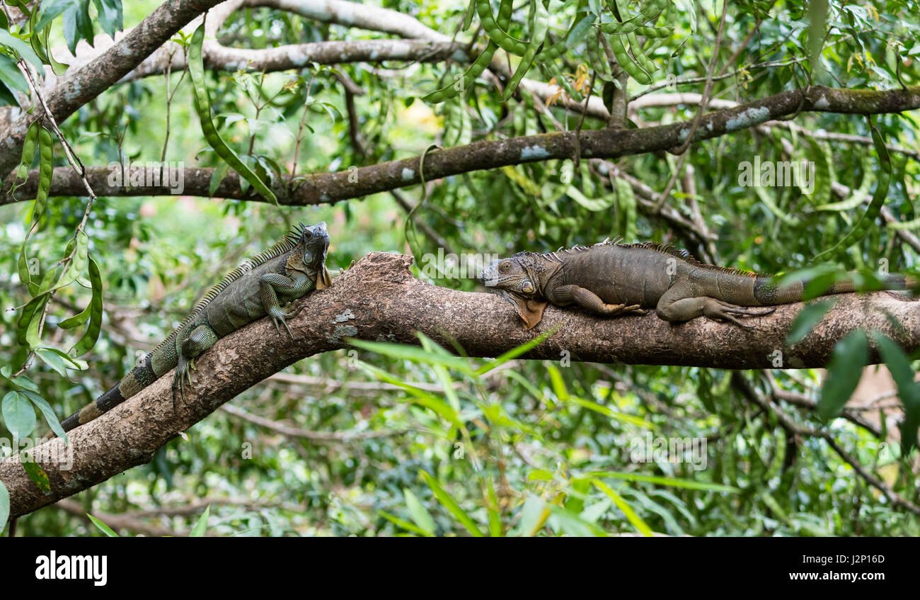L'iguane vert (Iguana iguana) lying on tree branch, Costa Rica Banque D'Images