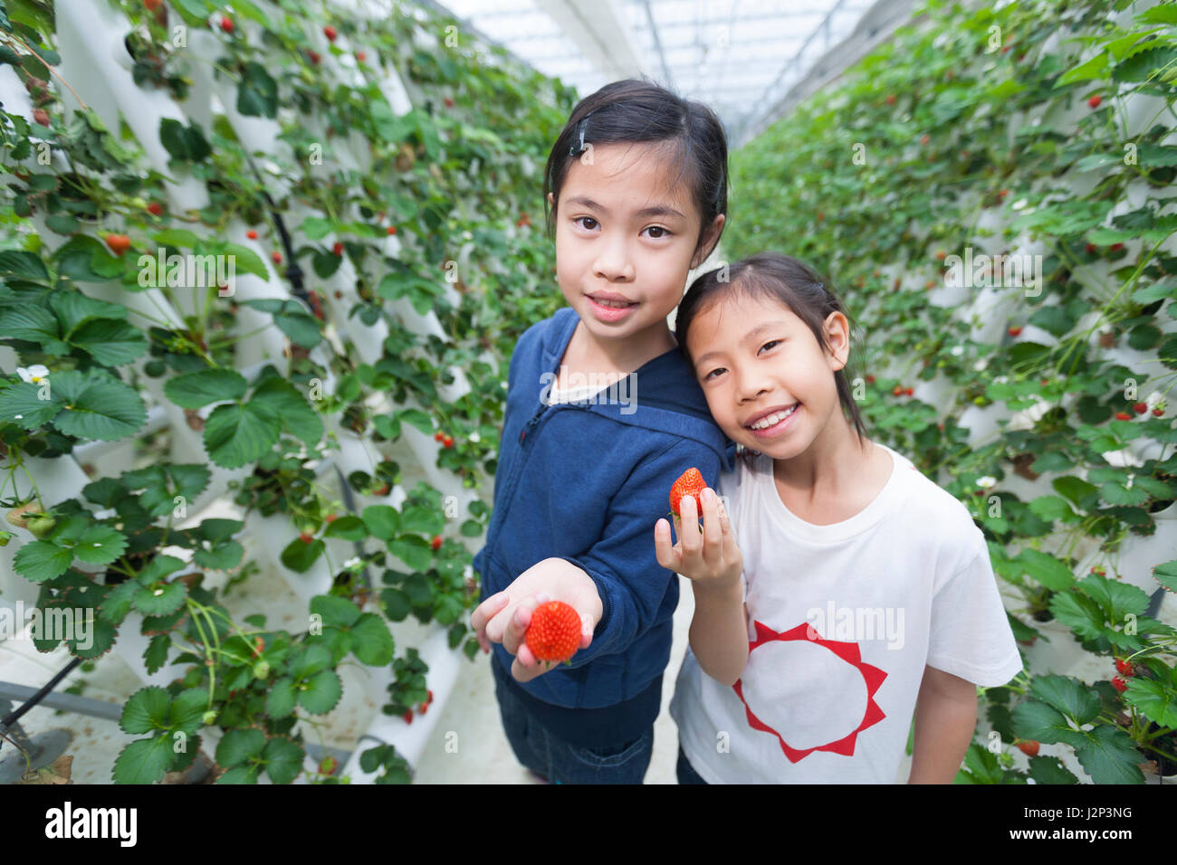 Deux professionnels des filles asiatiques holding fraises dans une fraise green house Banque D'Images