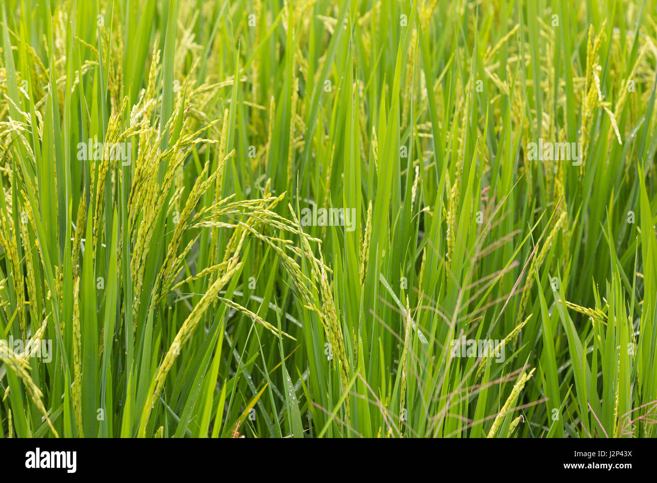 Close up of plant de riz cultivé plein de graines, presque prêt pour la récolte Banque D'Images