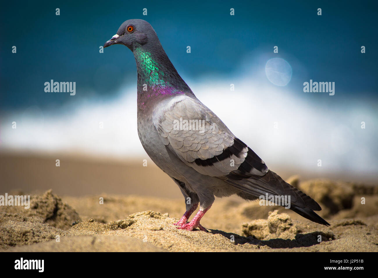 Photos de nature Banque D'Images