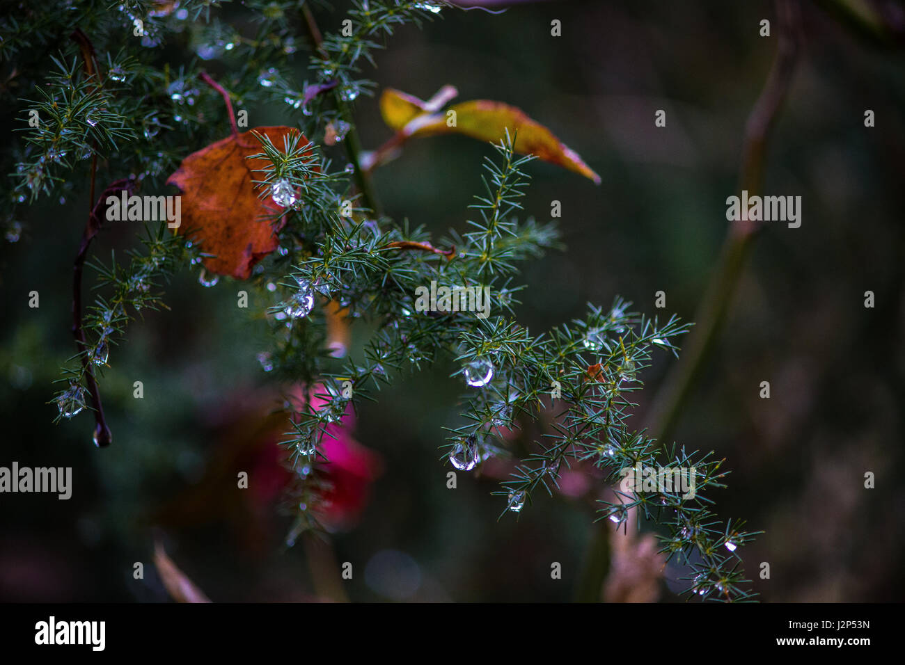 Photos de nature Banque D'Images