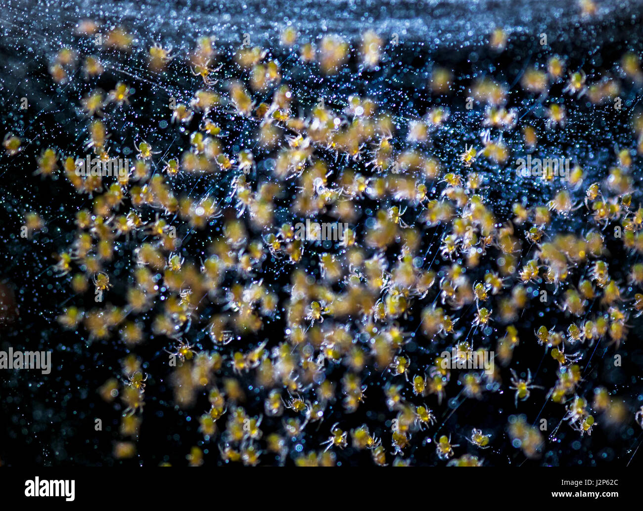 Un Groupe D Araignees Sur Son Nid D Incubation De Bebe Photo Stock Alamy