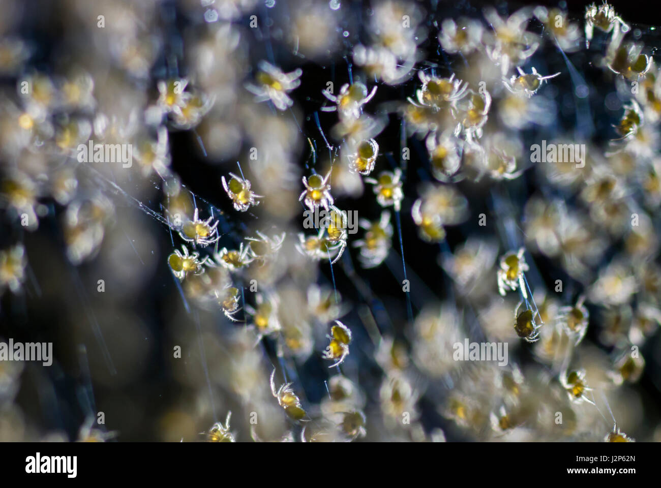 Un Groupe D Araignees Sur Son Nid D Incubation De Bebe Photo Stock Alamy