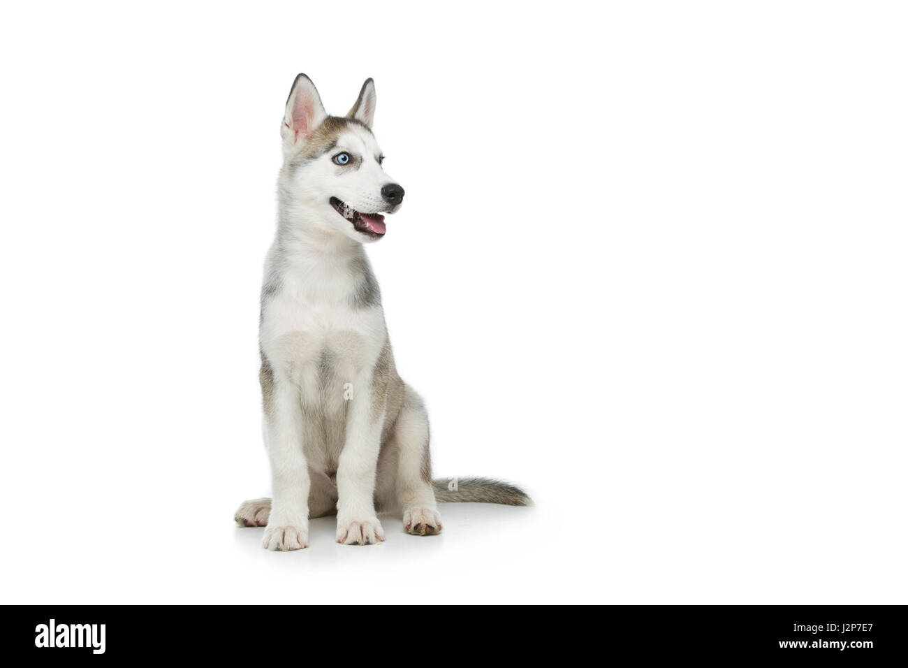 Beau chien chiot Husky Sibérien. Isolé sur fond blanc. Copier l'espace. Banque D'Images