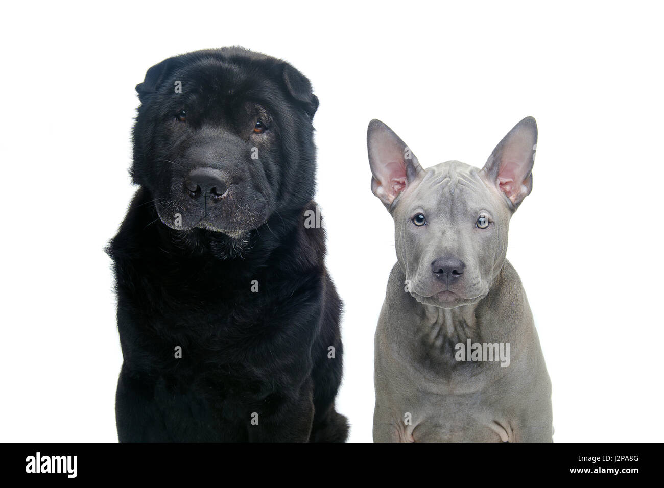 Beau vieux chien de race Shar Pei noir et bleu mignon chiot grand Spitz isolé sur fond blanc. Copier l'espace. Banque D'Images