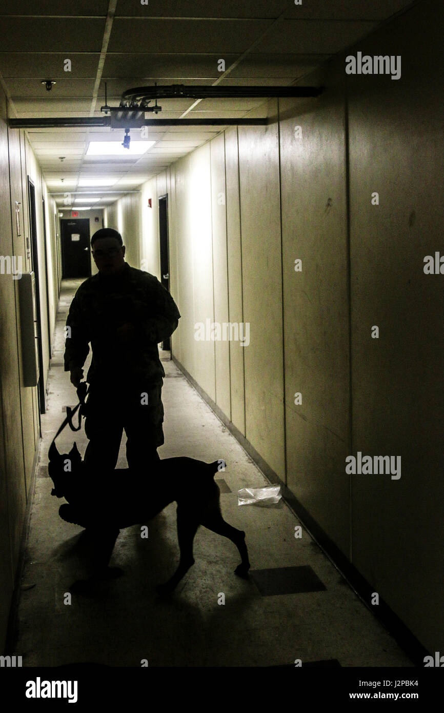 Un maître-chien militaire avec le 550e Détachement de chien de travail militaire, 16e Brigade de police militaire (Airborne), rechercher un secteur d'entraînement pendant l'agression contrôlée le 12 avril 2017 formation à Fort Bragg, N.C. L'agression contrôlée de la formation est destiné à souligner un chien de travail militaires sont capables de respecter les commandes complexes dans des environnements stressants. (U.S. Photo de l'armée par la FPC. Hubert D. Delany III/22e Détachement des affaires publiques mobiles) Banque D'Images