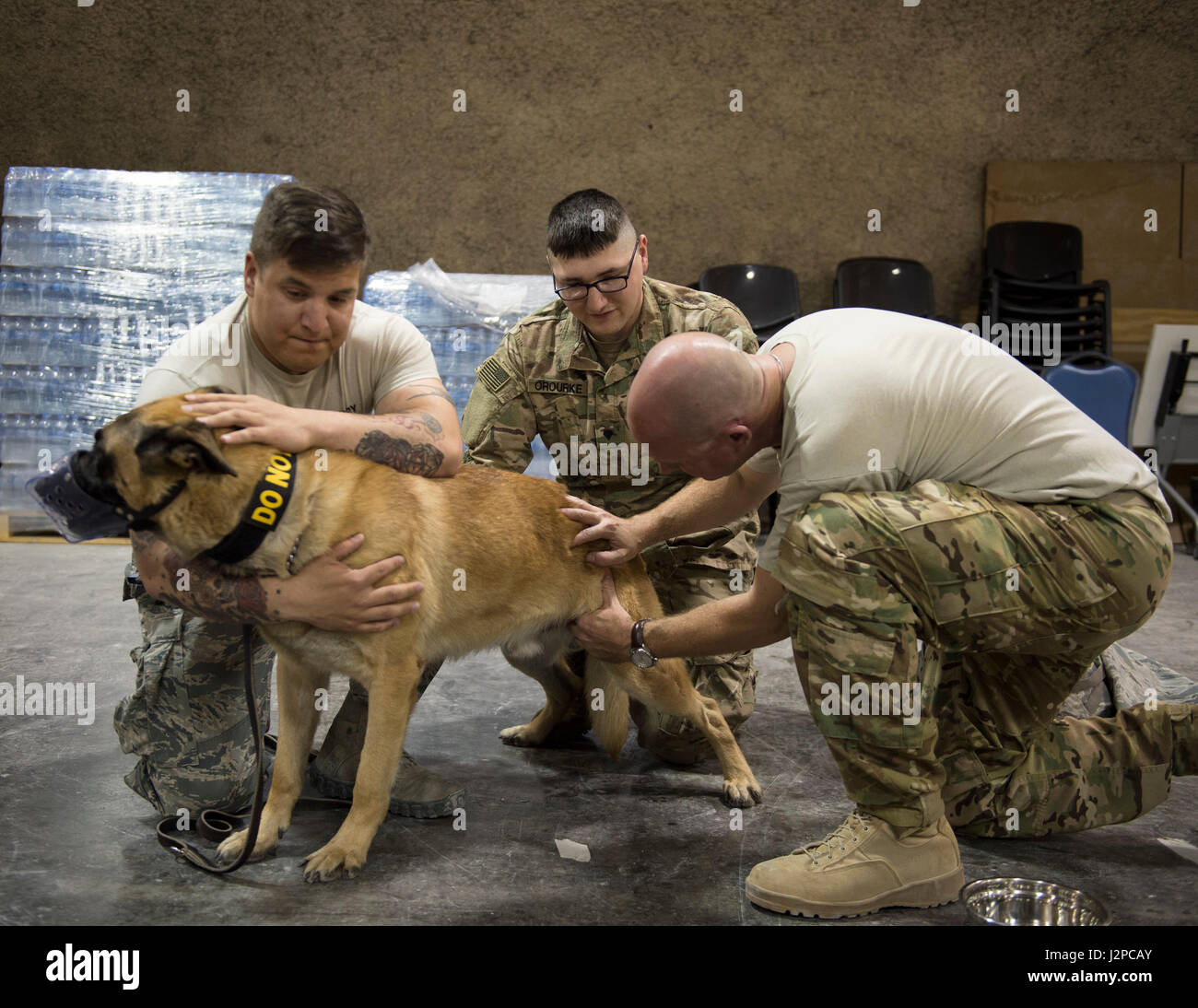 U.S. Air Force Le Capitaine Andrew Bisset, droite, 379e Escadron d'évacuation sanitaire aérienne expéditionnaire, vérifie l'artère fémorale sur chien de travail militaire Ben à Al Udeid Air Base, au Qatar, le 19 avril 2017. Bisset est allé(e) à la classe afin d'avoir une meilleure compréhension d'un chien de travail militaire afin d'anatomie qu'il peut aider dans le cas où aucun personnel médical vétérinaire est disponible. (U.S. Air Force photo de Tech. Le Sgt. Amy M. Lovgren) Banque D'Images U.S. Air Force Le Capitaine Andrew Bisset, droite, 379e Escadron d'évacuation sanitaire aérienne expéditionnaire, vérifie l'artère fémorale sur chien de travail militaire Ben à Al Udeid Air Base, au Qatar, le 19 avril 2017. Bisset est allé(e) à la classe afin d'avoir une meilleure compréhension d'un chien de travail militaire afin d'anatomie qu'il peut aider dans le cas où aucun personnel médical vétérinaire est disponible. (U.S. Air Force photo de Tech. Le Sgt. Amy M. Lovgren) Banque D'Images