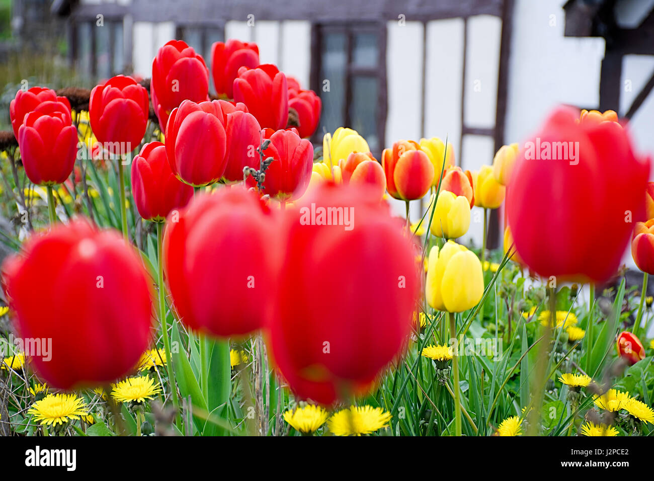 Tulipes fleurs sur la campagne environnante, rouge et jaune avec tulipes cottage flou en arrière-plan.La vie rurale.uk.printemps printemps britannique.Le nord du Pays de Galles. Banque D'Images