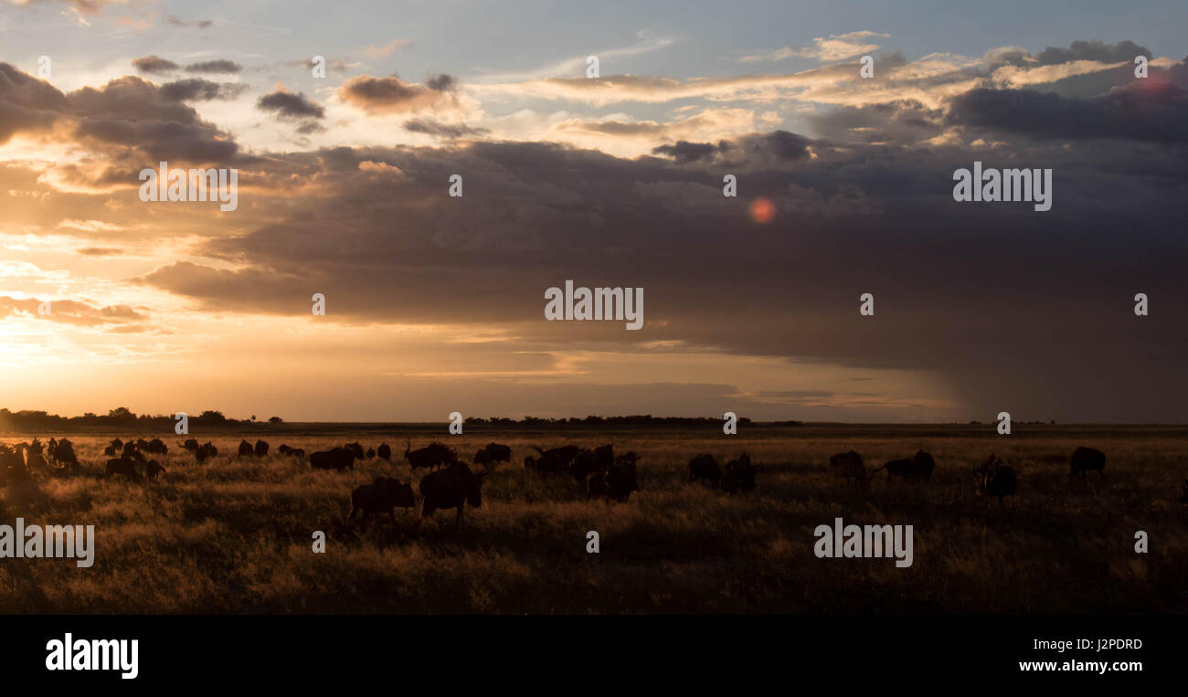 Un petit troupeau de gnous dans les hautes herbes photographié au coucher du soleil à Liuwa Plain National Park, Zambie Banque D'Images