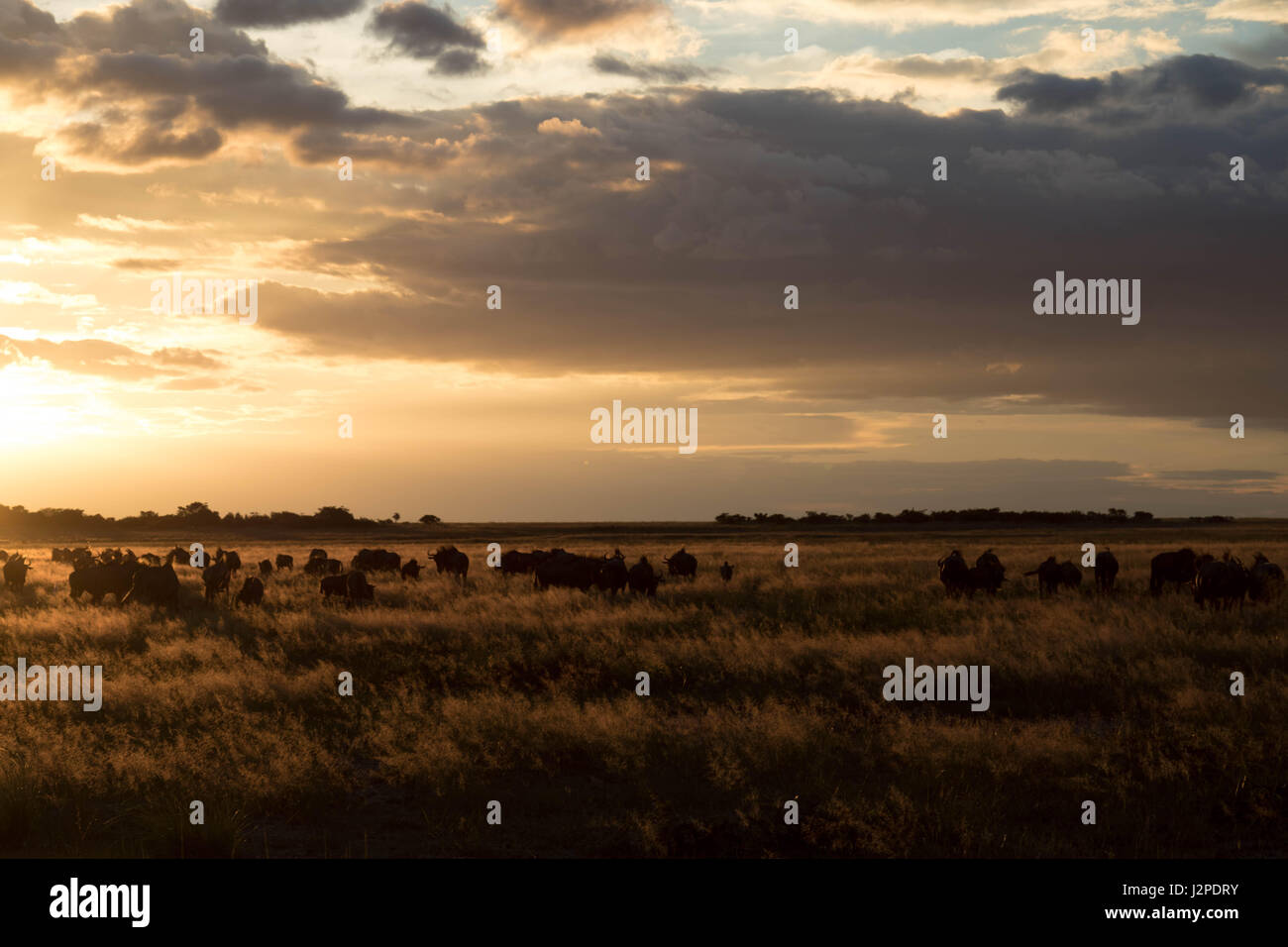 Un petit troupeau de gnous dans les hautes herbes photographié au coucher du soleil à Liuwa Plain National Park, Zambie Banque D'Images