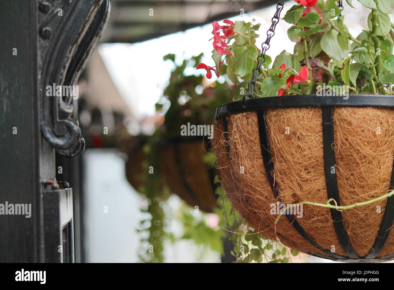 Fleurs roses en panier suspendu par cafe Banque D'Images