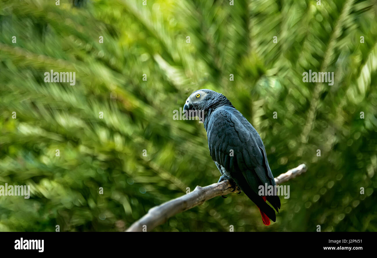 Un grand perroquet gris d'zhako , assis sur une branche d'arbre Banque D'Images