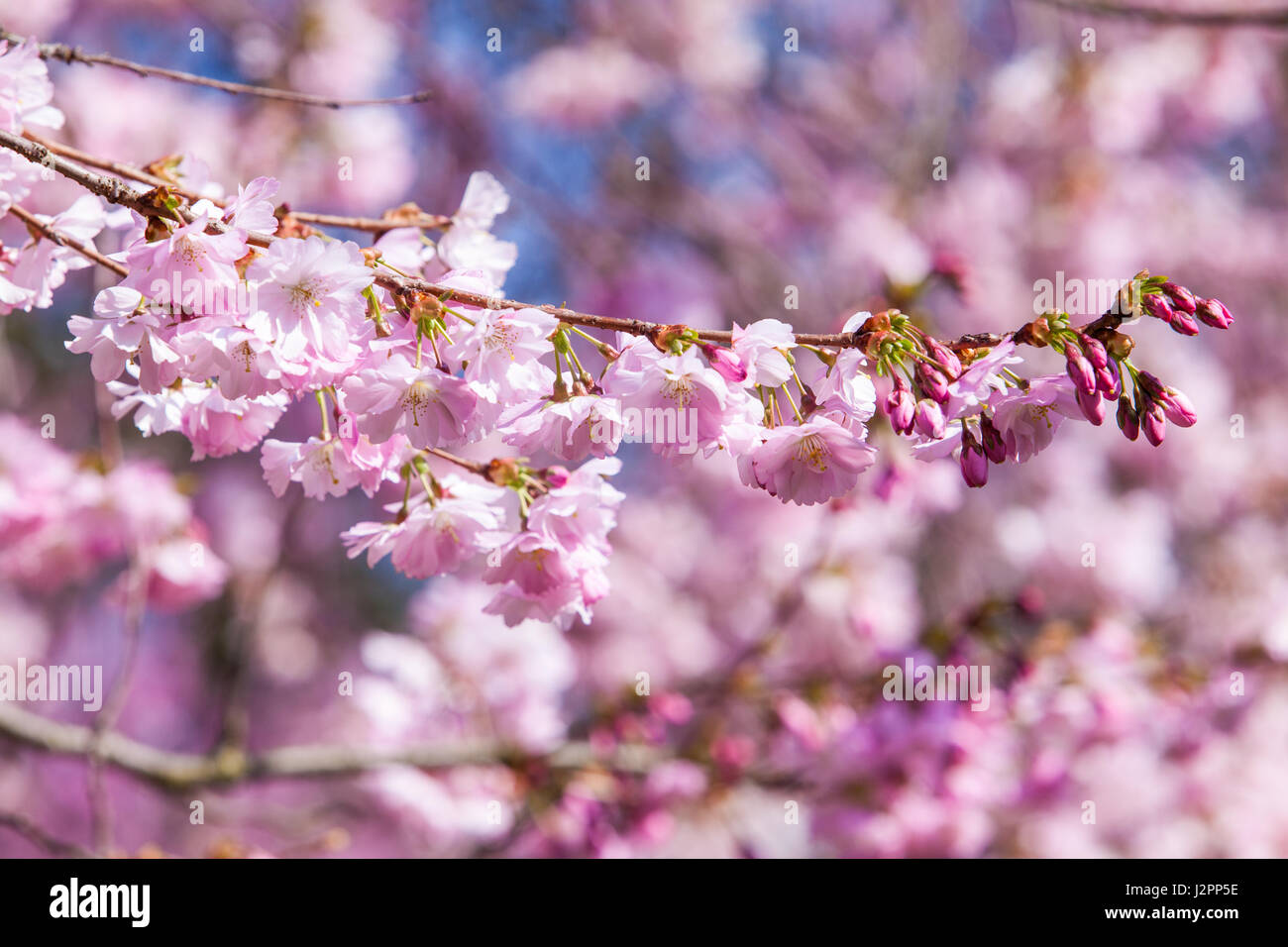 Printemps fleur rose Sakura Banque D'Images