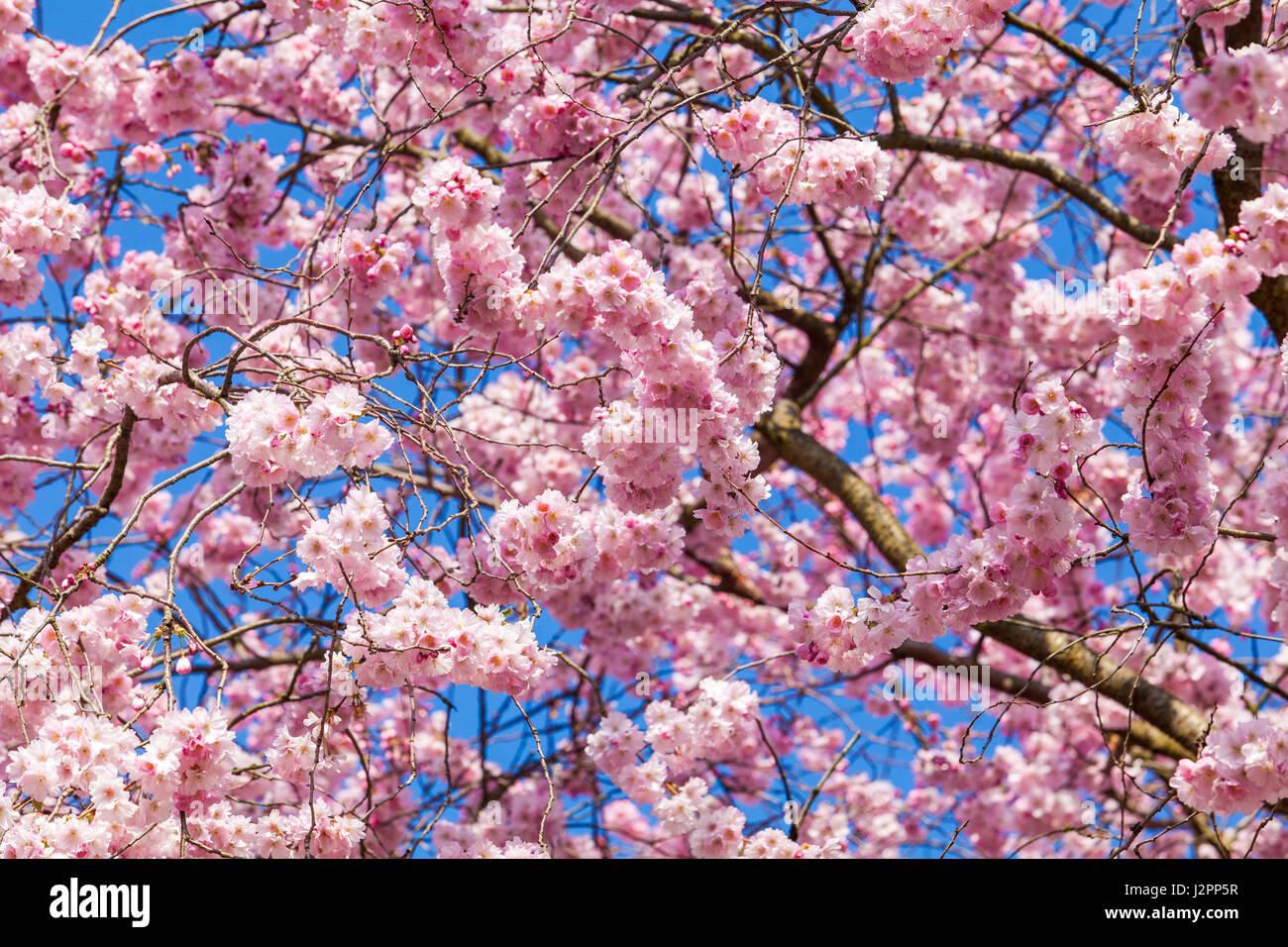 Printemps fleur rose Sakura Banque D'Images