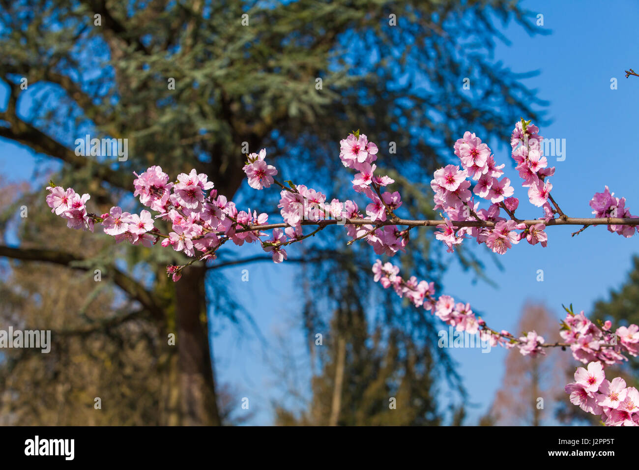 Printemps fleur rose Sakura Banque D'Images