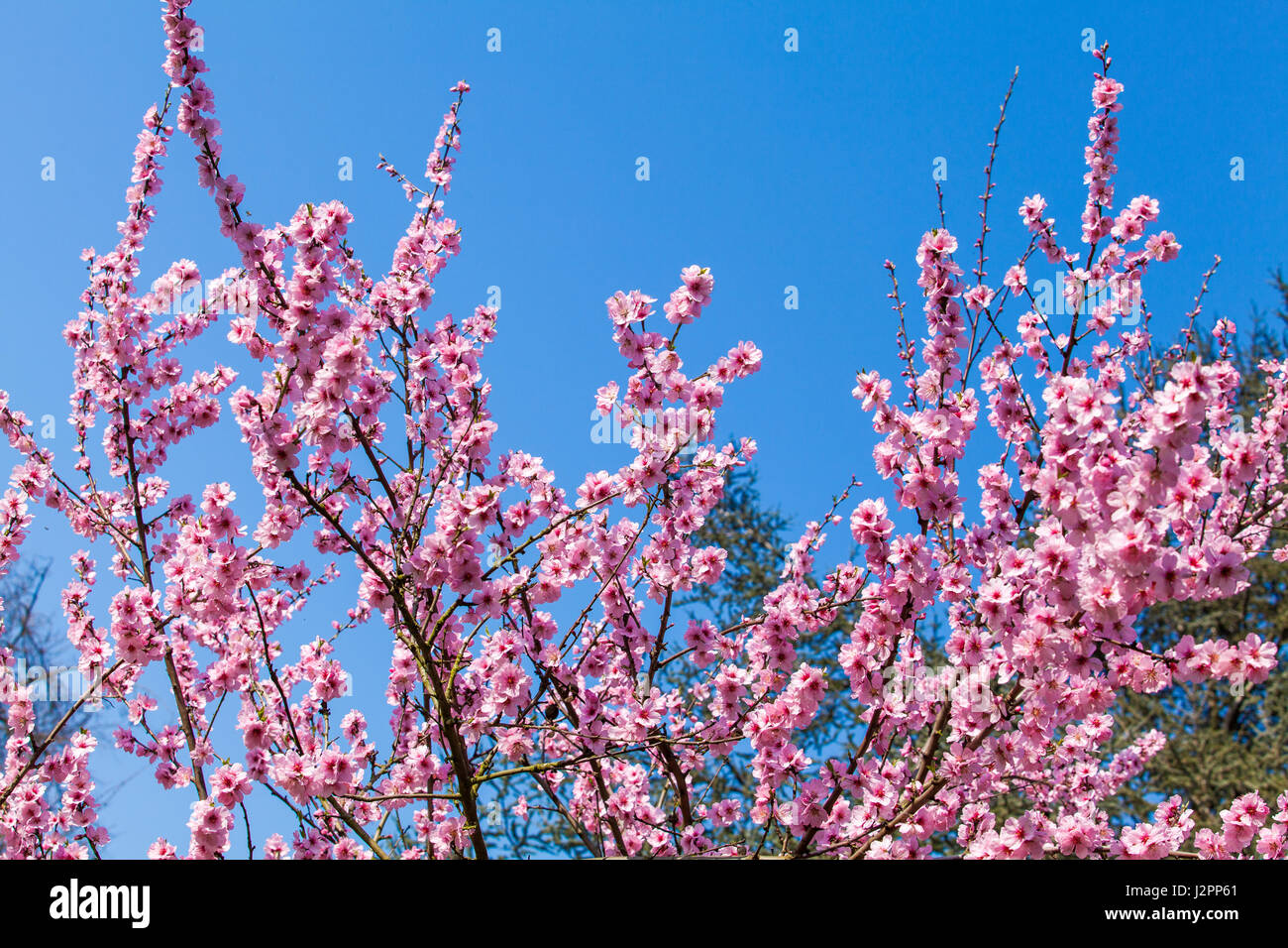 Printemps fleur rose Sakura Banque D'Images