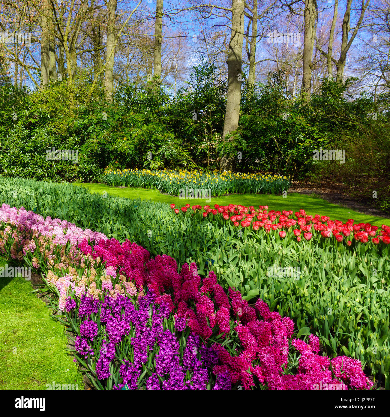 Paysage de printemps fleurs de printemps. Banque D'Images