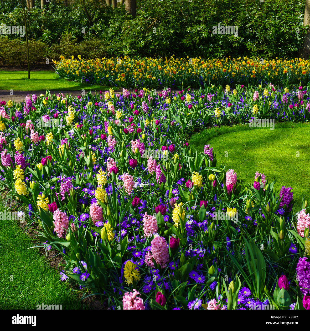 Paysage de printemps fleurs de printemps. Banque D'Images