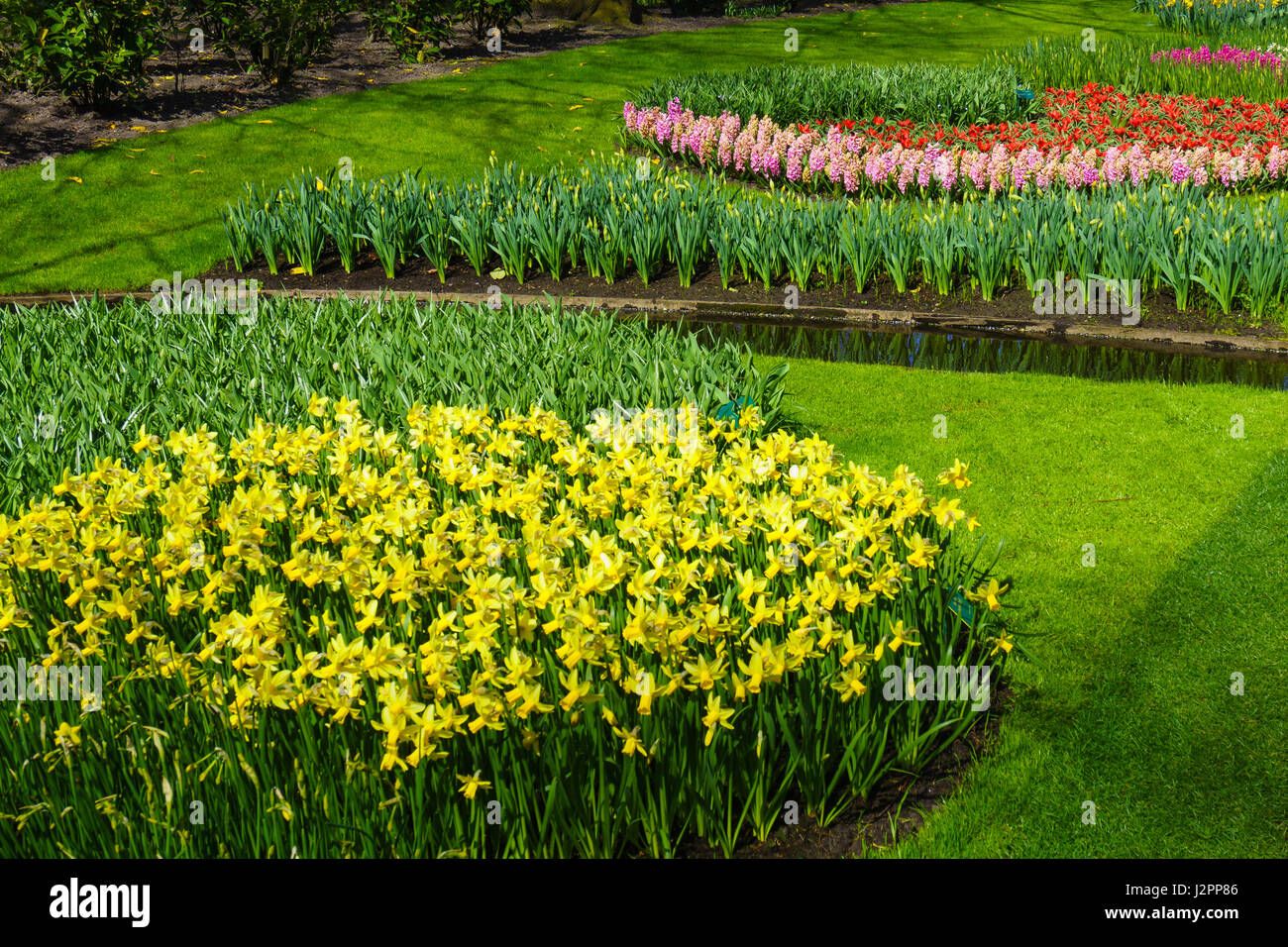 Paysage de printemps fleurs de printemps. Banque D'Images