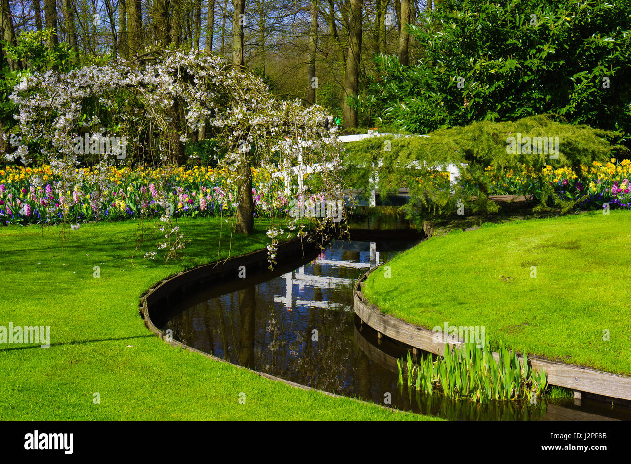 Paysage de printemps fleurs de printemps. Banque D'Images