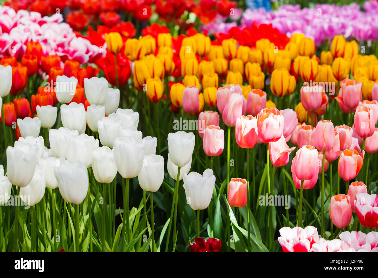 De belles fleurs de printemps. tulipes colorées. Floral Background. Banque D'Images