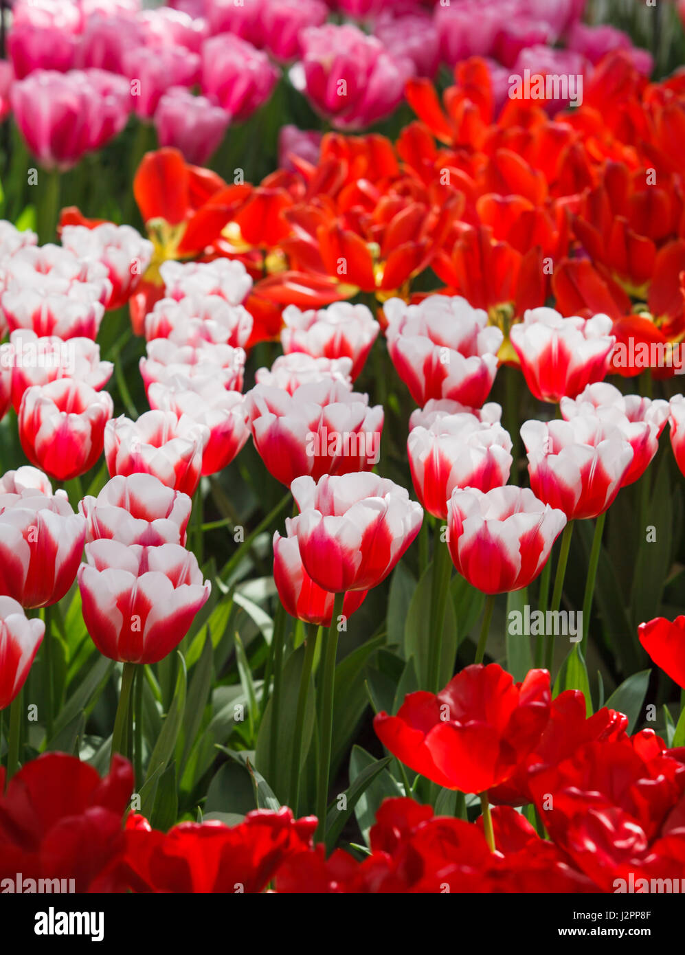 De belles fleurs de printemps. tulipes colorées. Floral Background. Banque D'Images