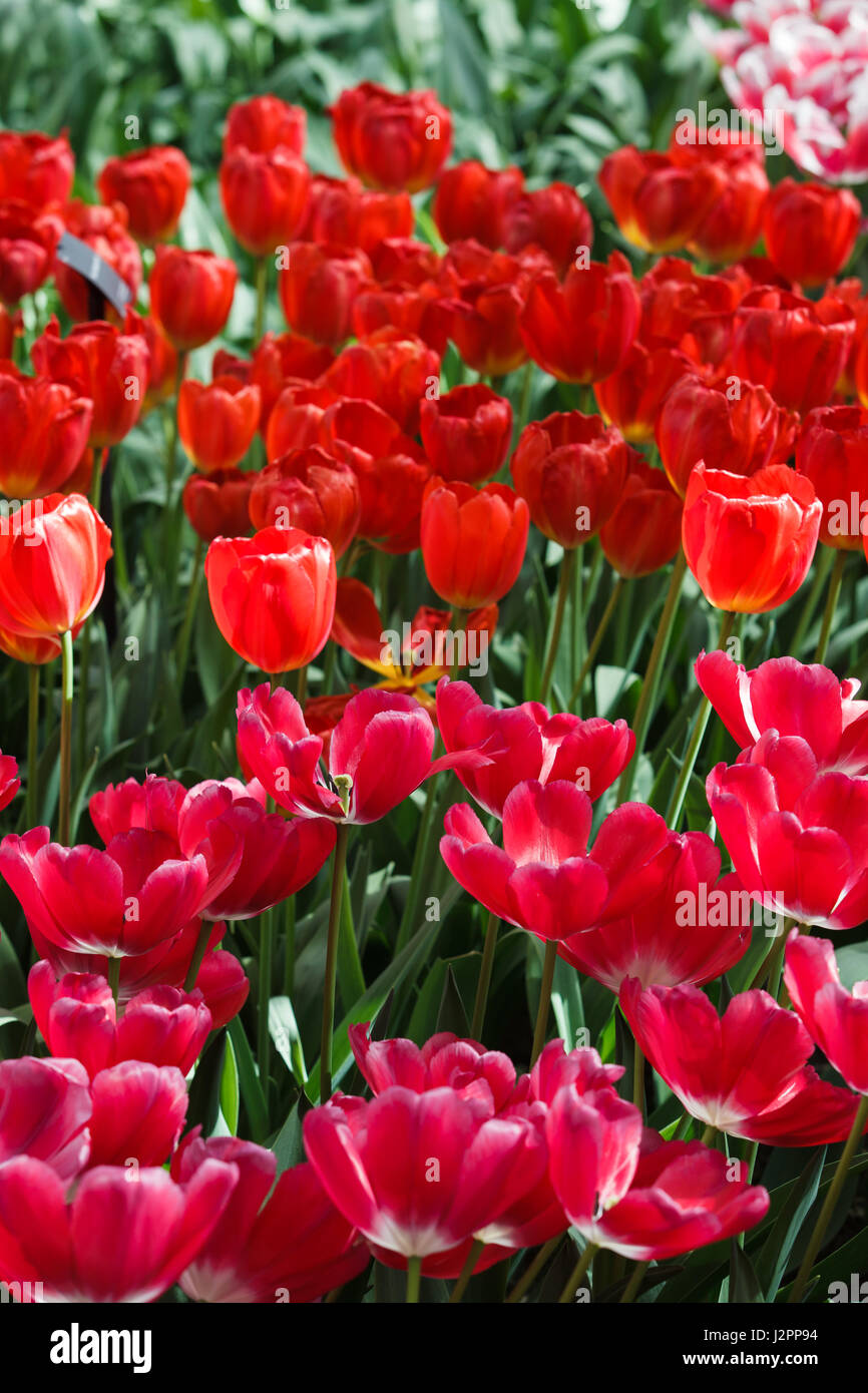 De belles fleurs de printemps. tulipes colorées. Floral Background. Banque D'Images