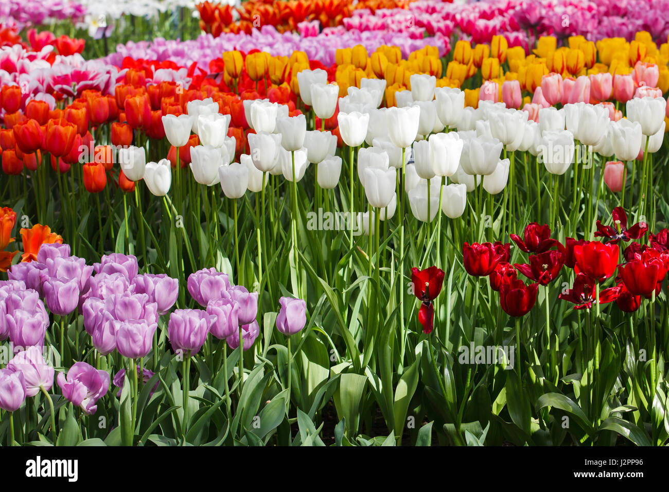 De belles fleurs de printemps. tulipes colorées. Floral Background. Banque D'Images