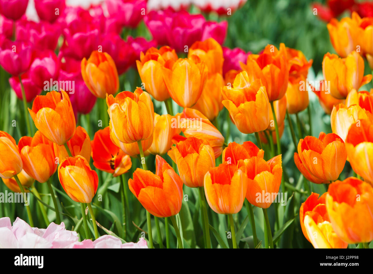 De belles fleurs de printemps. tulipes colorées. Floral Background. Banque D'Images