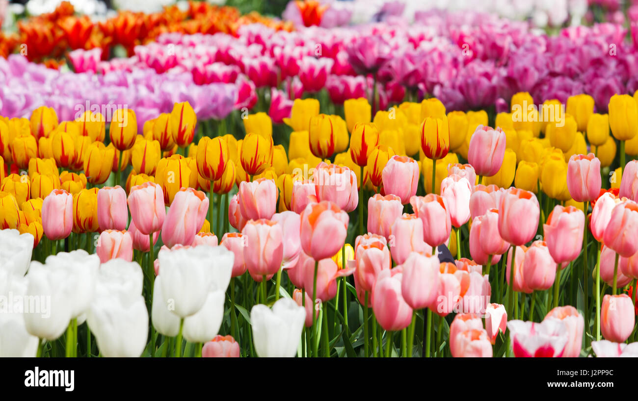 De belles fleurs de printemps. tulipes colorées. Floral Background. Banque D'Images