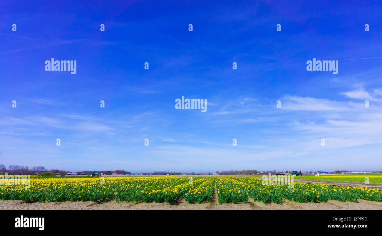 Champ Fleurs tulipe tulipes colorées farm. Banque D'Images