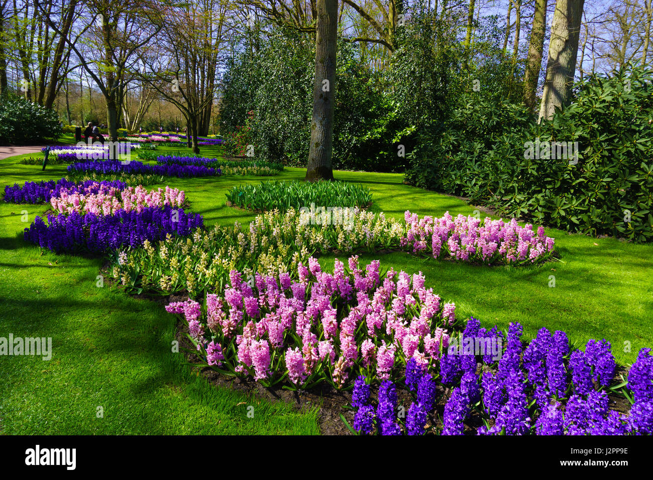 Paysage de printemps fleurs de printemps. Banque D'Images